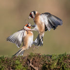 Goldfinches in Conflict Poster och Canvastavla
