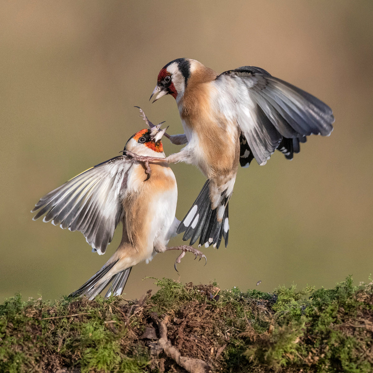 Goldfinches in Conflict Poster och Canvastavla