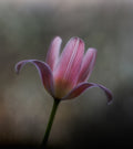 Tulip from the garden Poster och Canvastavla