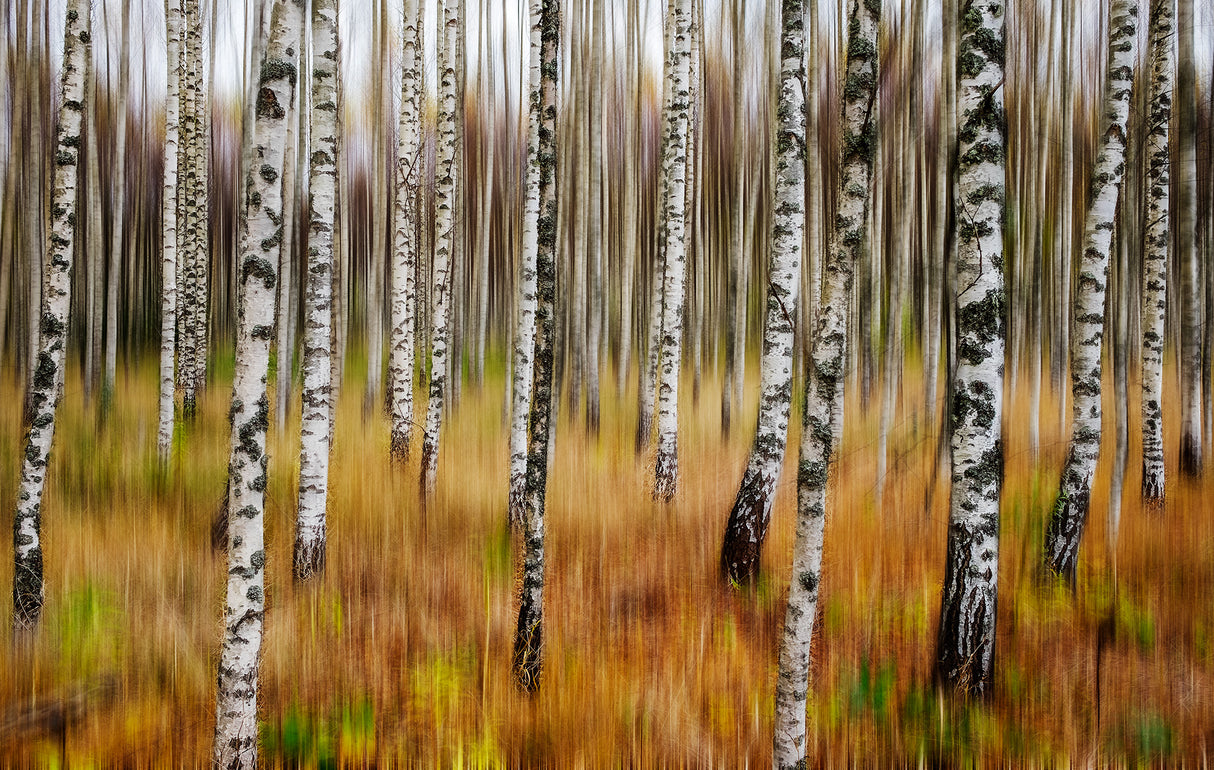 3D Birches Poster och Canvastavla