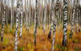3D Birches Poster och Canvastavla