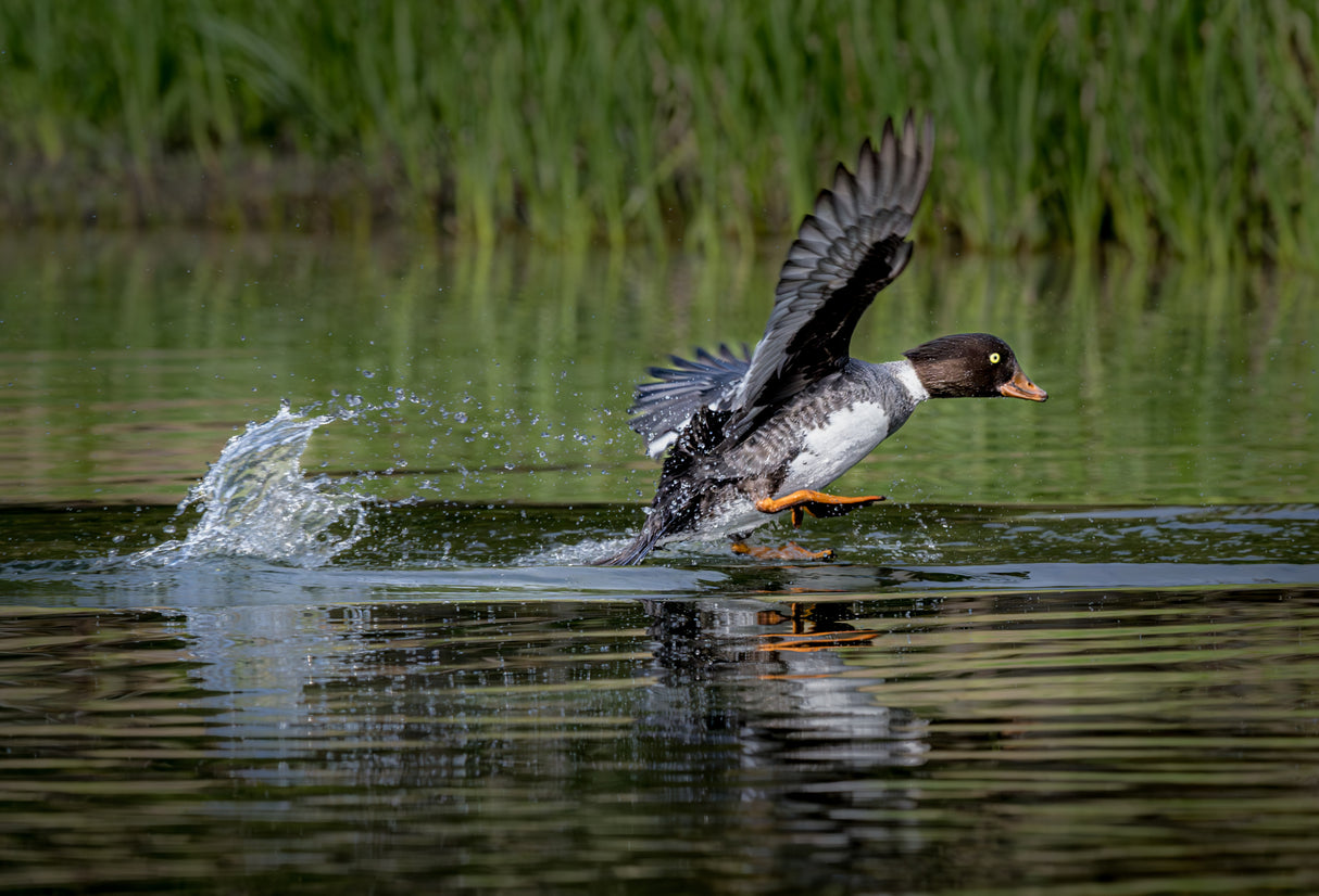 Barrow's Goldeneyes - 5/27/2023 Grand Teton Poster och Canvastavla
