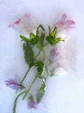 Flowers. Poster och Canvastavla