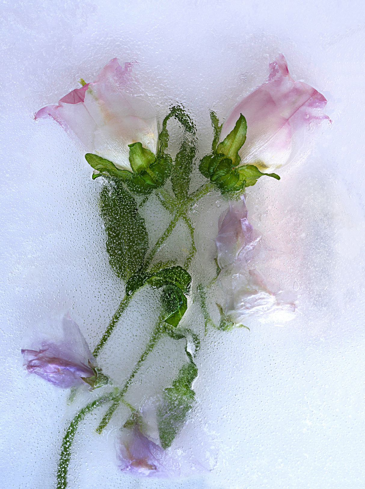 Flowers. Poster och Canvastavla