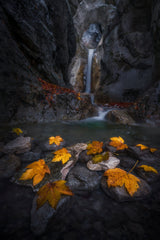 Autumn leaves in the gorge... Poster och Canvastavla