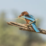 Kingfisher Poster och Canvastavla