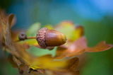 From little Acorns Poster och Canvastavla