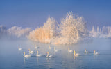 Swan Lake Poster och Canvastavla