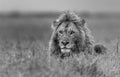 Lion Poster och Canvastavla