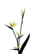 Flower Minimal Black and Gold 05 Poster och Canvastavla