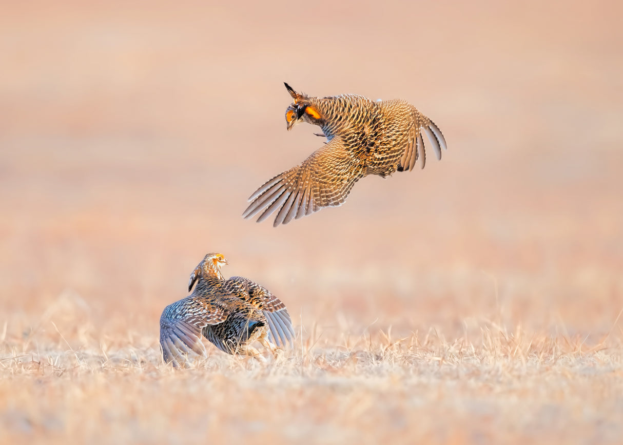 Greater Prairie Chicken Poster och Canvastavla