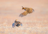 Greater Prairie Chicken Poster och Canvastavla