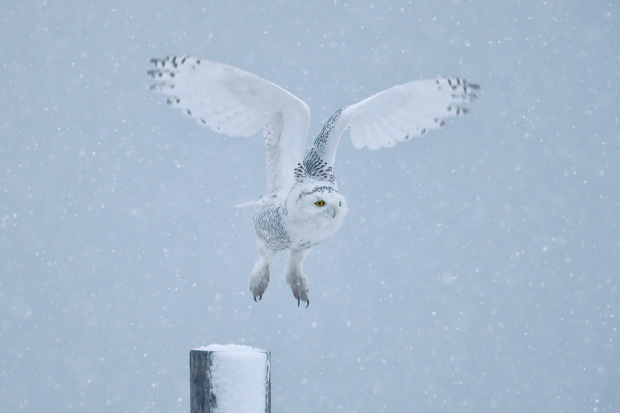 Snowy Owl Poster och Canvastavla