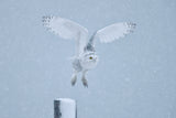 Snowy Owl Poster och Canvastavla