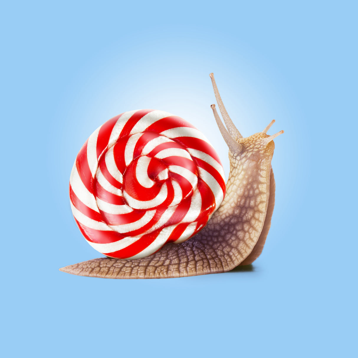 Snail Candy Poster och Canvastavla