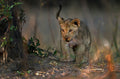 Looking In the Bush Poster och Canvastavla