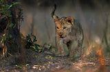 Looking In the Bush Poster och Canvastavla