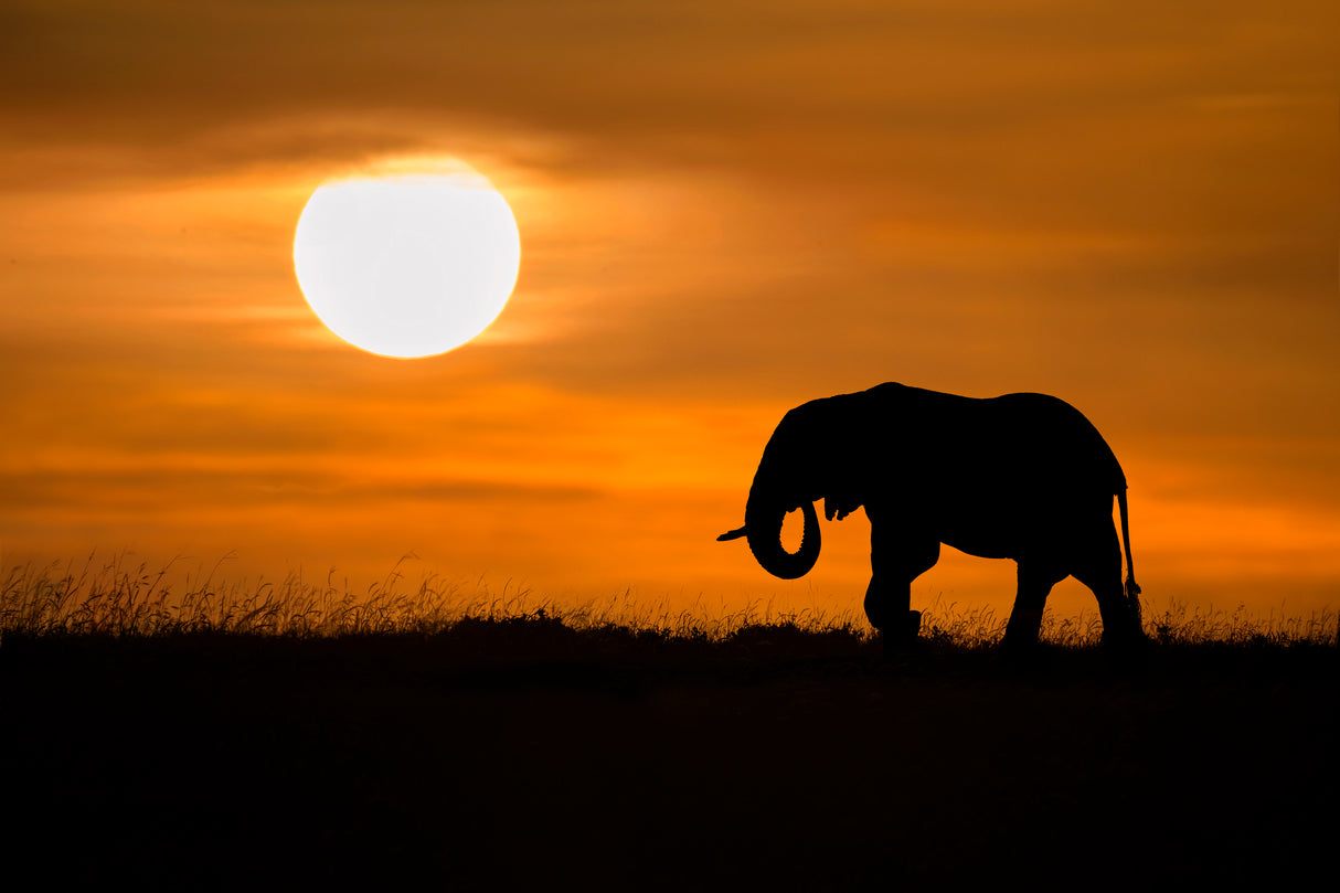 Elephant at dawn Poster och Canvastavla