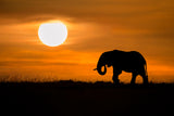 Elephant at dawn Poster och Canvastavla