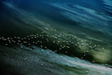 white birds, blue and green water Poster och Canvastavla