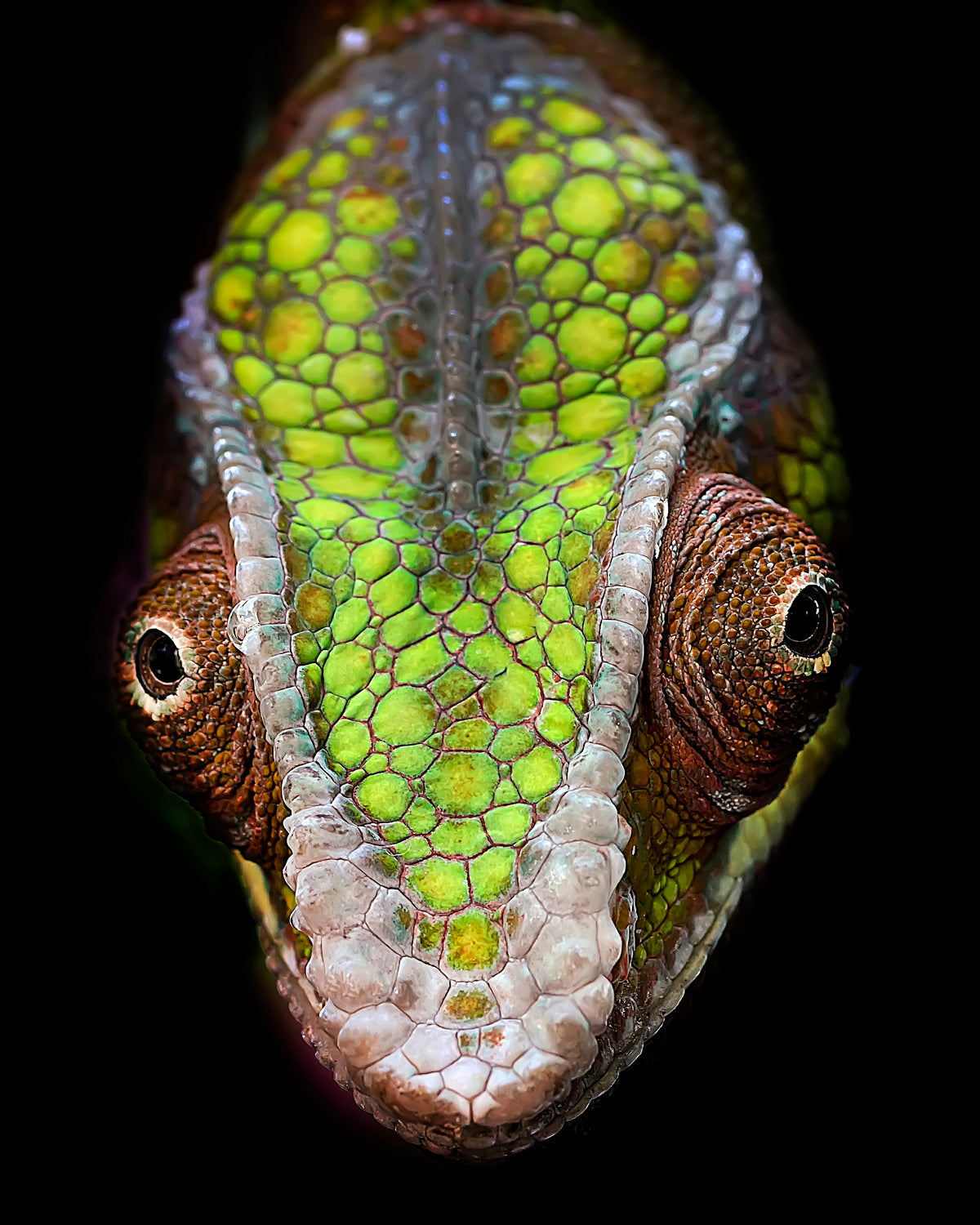 Chameleon's Head Poster och Canvastavla