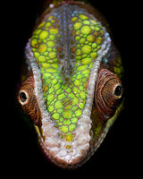 Chameleon's Head Poster och Canvastavla