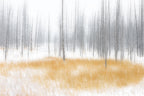 Winter Serenity Poster och Canvastavla