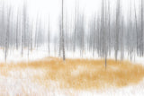 Winter Serenity Poster och Canvastavla