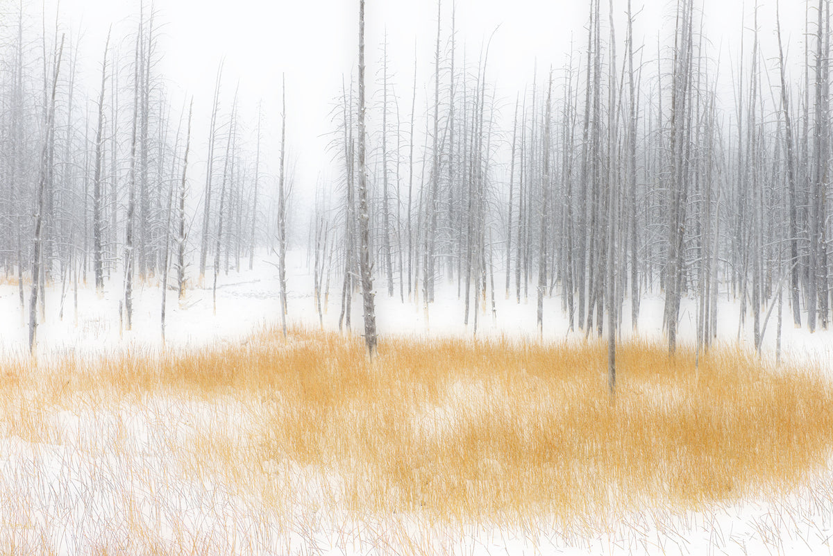 Winter Serenity Poster och Canvastavla