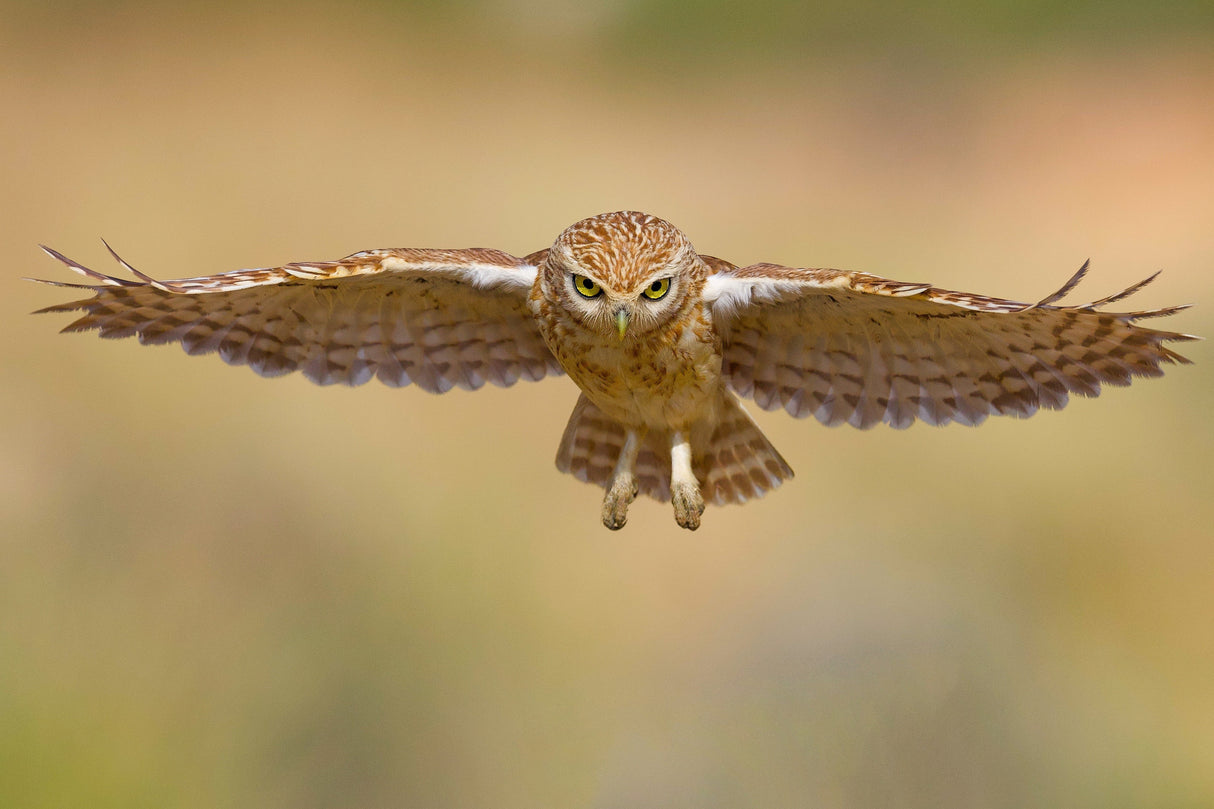 Little owl Poster och Canvastavla