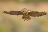 Little owl Poster och Canvastavla