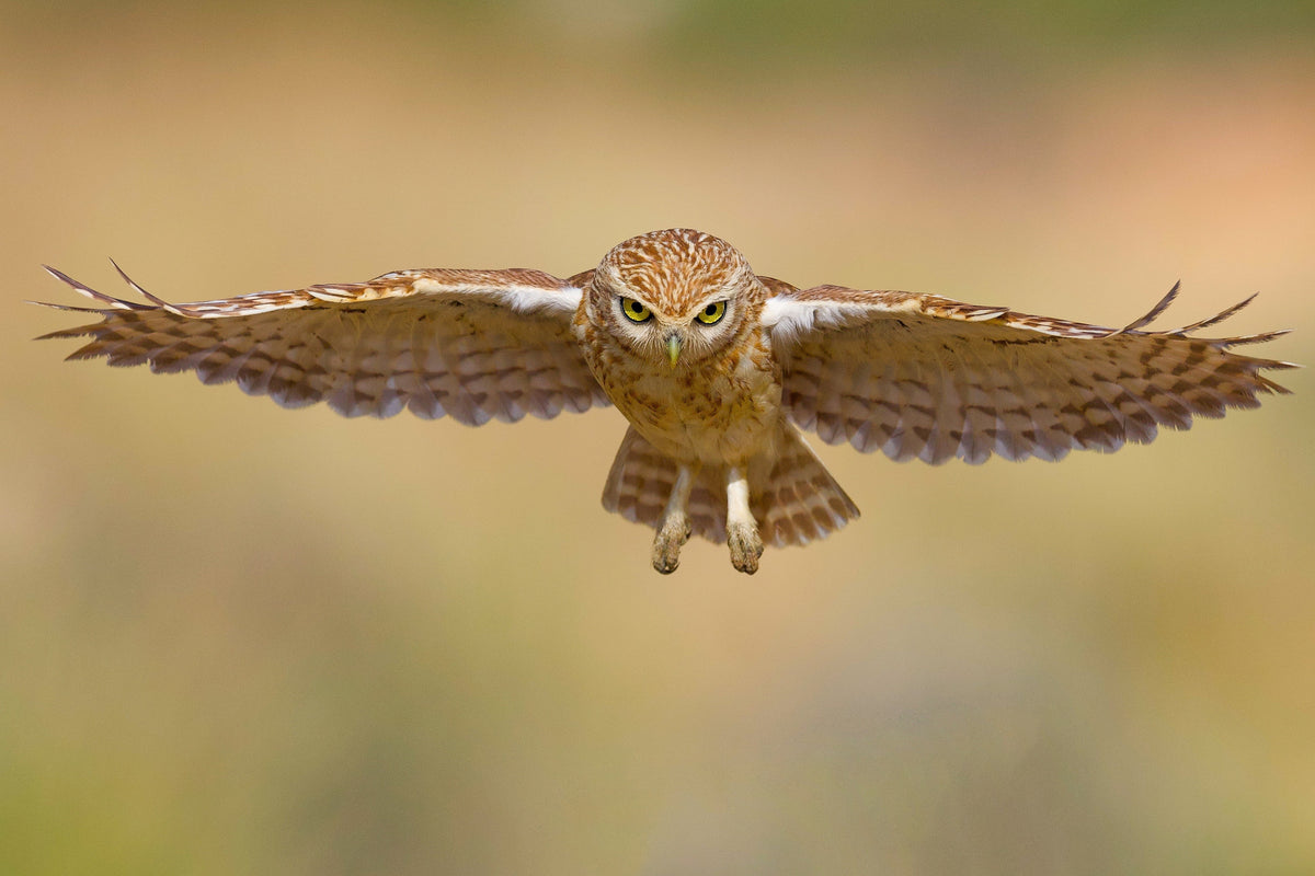 Little owl Poster och Canvastavla