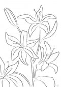 Lillies No 02 Poster och Canvastavla