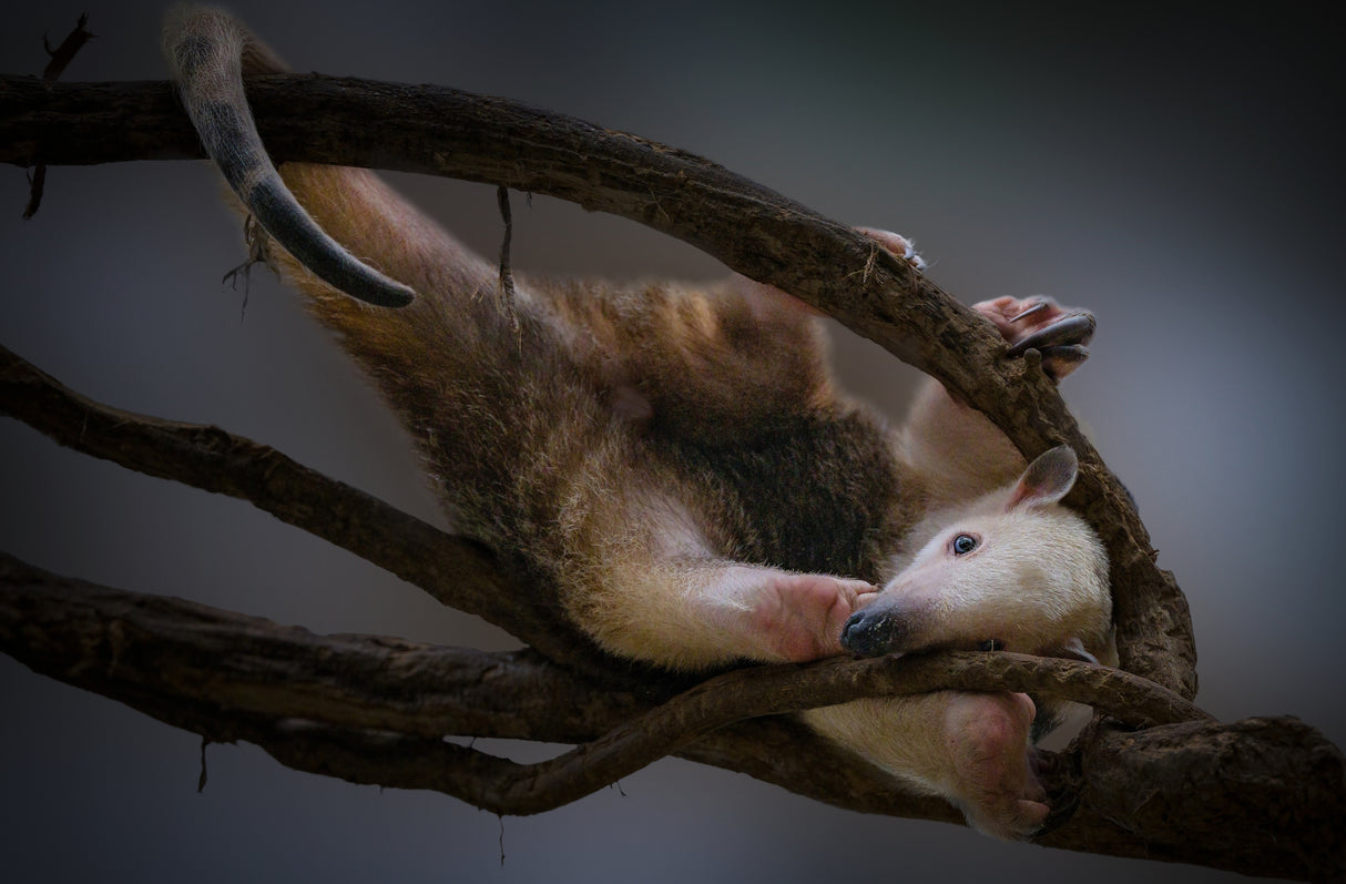 Tamandua Poster och Canvastavla