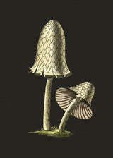 Vintage Inky Cap Edible Mushroom Black Background Poster och Canvastavla