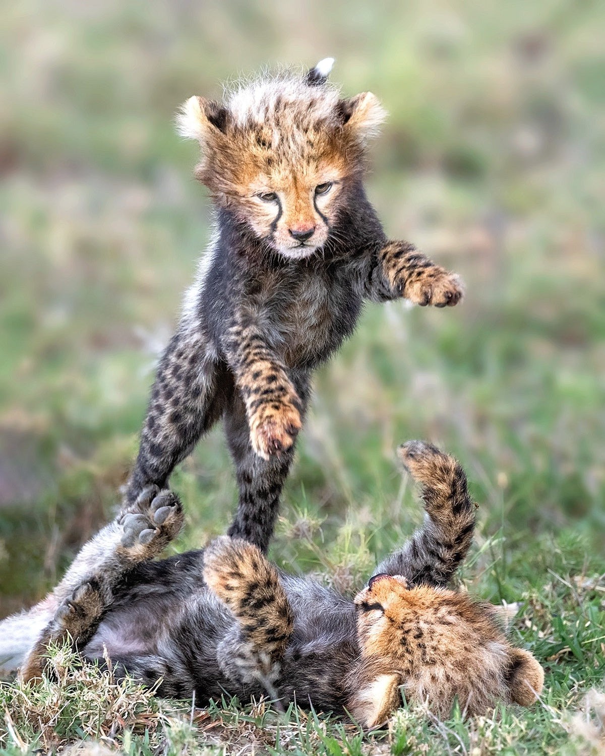 Powerful baby Poster och Canvastavla