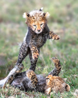 Powerful baby Poster och Canvastavla