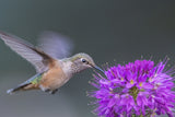 rufous hummingbird Poster och Canvastavla