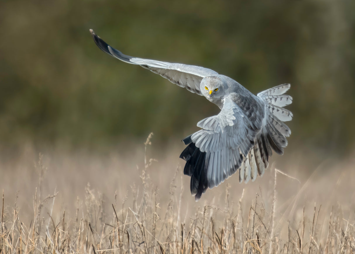 Hen Harrier Poster och Canvastavla