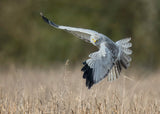 Hen Harrier Poster och Canvastavla