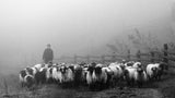 Transhumance Poster och Canvastavla