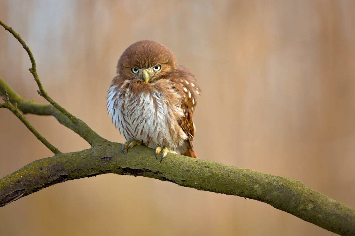 Ferruginous pygmy owl Poster och Canvastavla