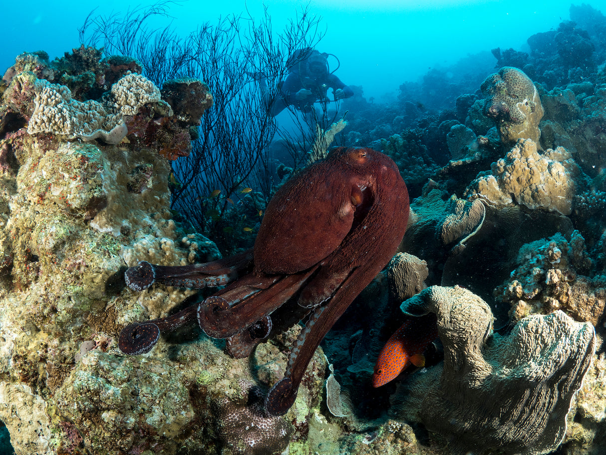 Octopuses Garden Poster och Canvastavla