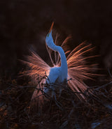 The spring Story (1) Poster och Canvastavla