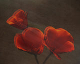 Poppys Poster och Canvastavla