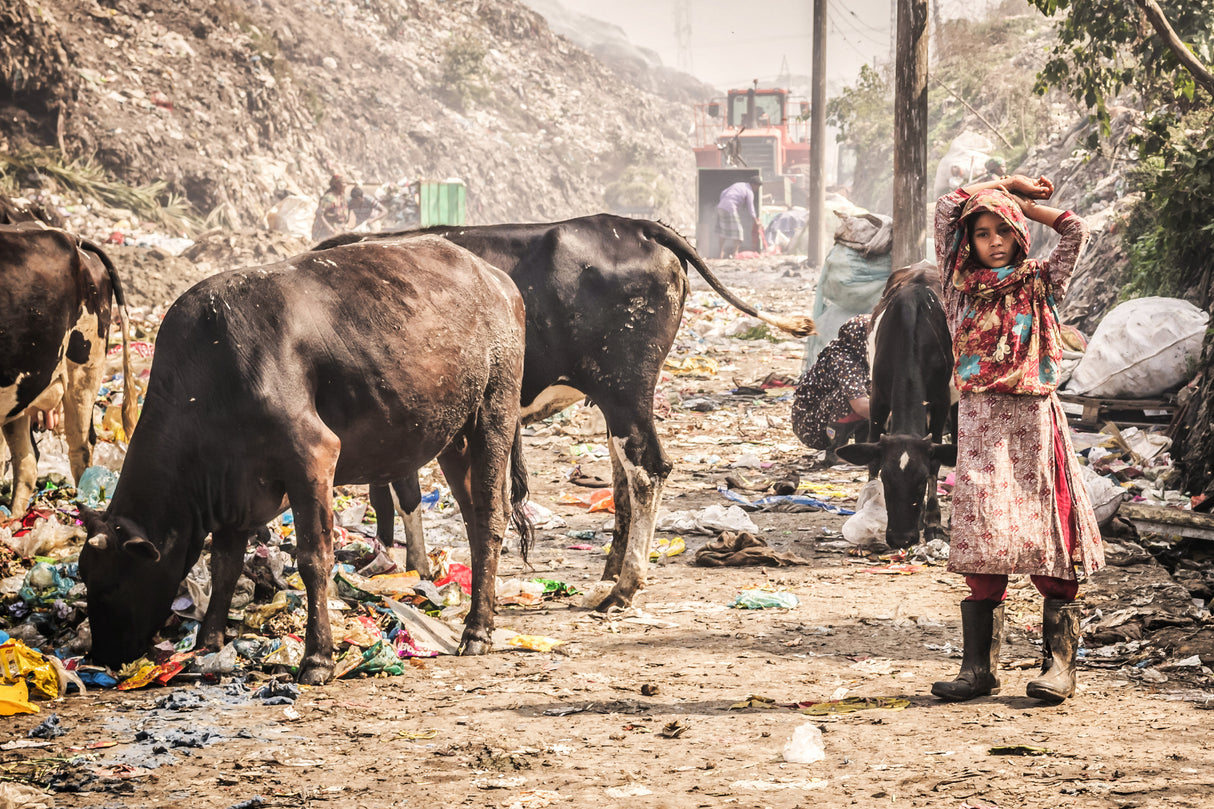 Cittagong garbage field Poster och Canvastavla