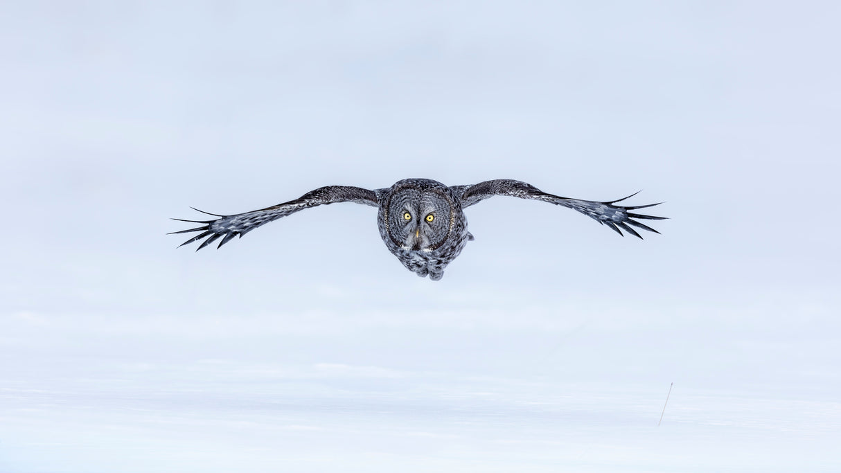 Great Grey Owl in Flight Poster och Canvastavla