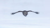 Great Grey Owl in Flight Poster och Canvastavla