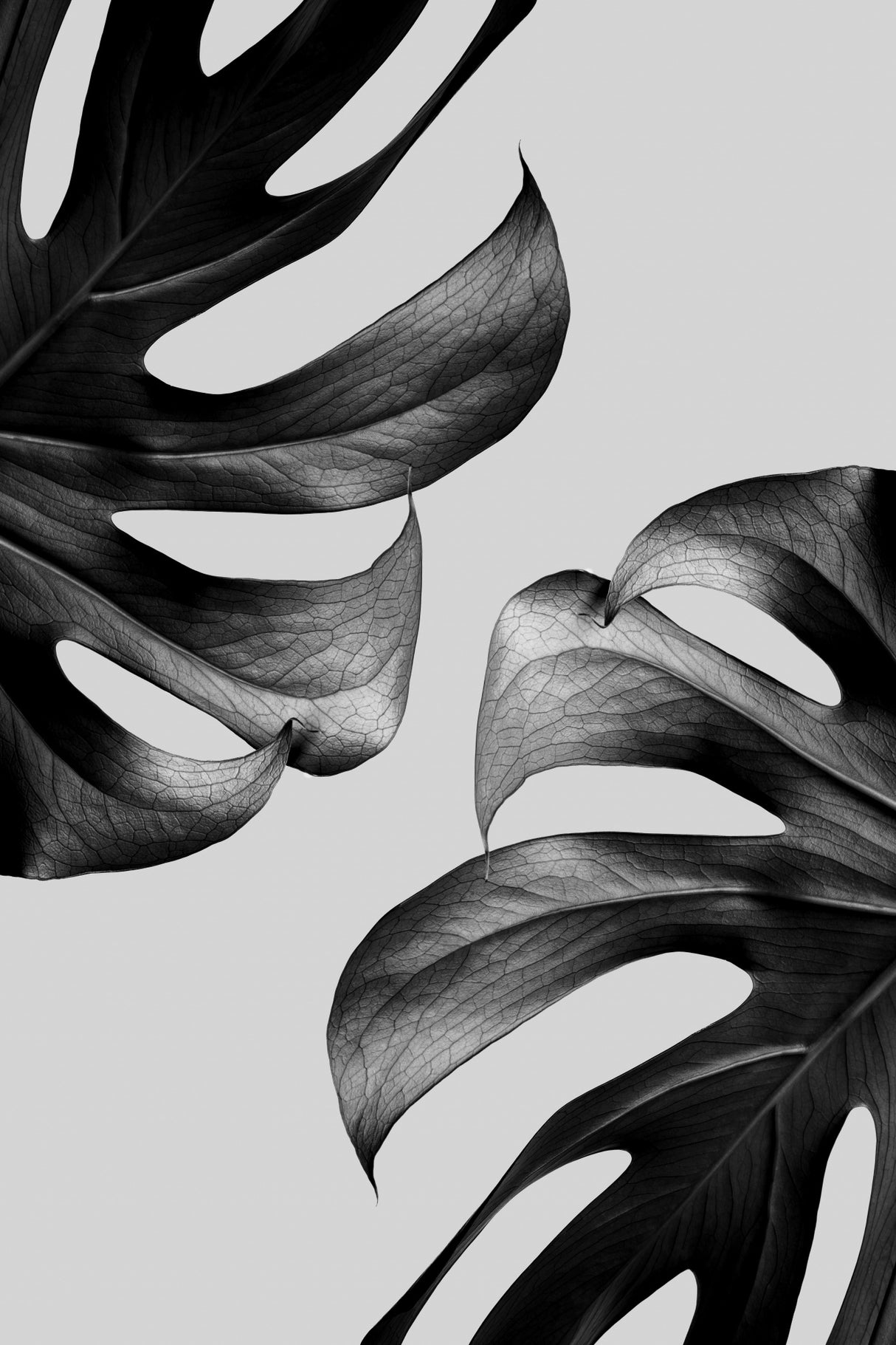 Monochrome Mostera Poster Poster och Canvastavla