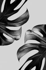 Monochrome Mostera Poster Poster och Canvastavla